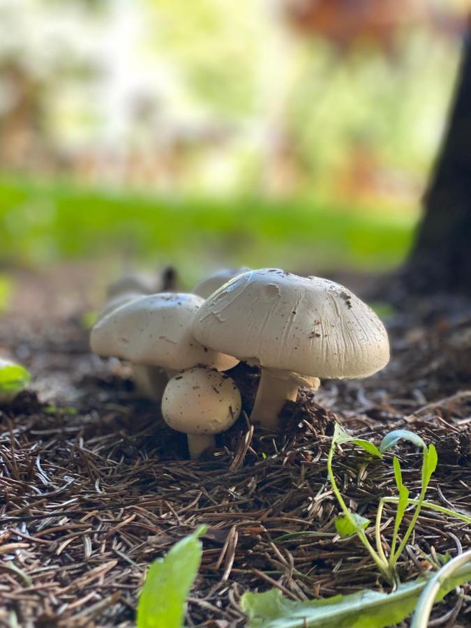 Fakanalas Fogado Pásztó Esterno foto